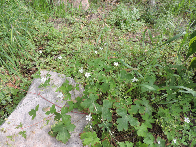 Geranium wislizeni (Huachuca mountain geranium) #81871