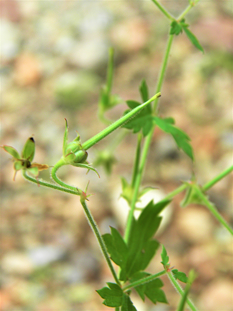 Geranium wislizeni (Huachuca mountain geranium) #81875