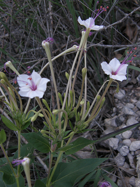 Mirabilis longiflora (Sweet four o'clock) #81906