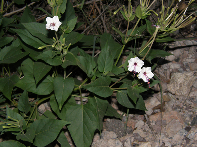 Mirabilis longiflora (Sweet four o'clock) #81908