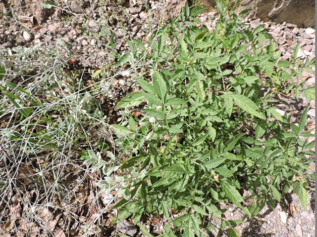 Solanum jamesii (Wild potato) #81965