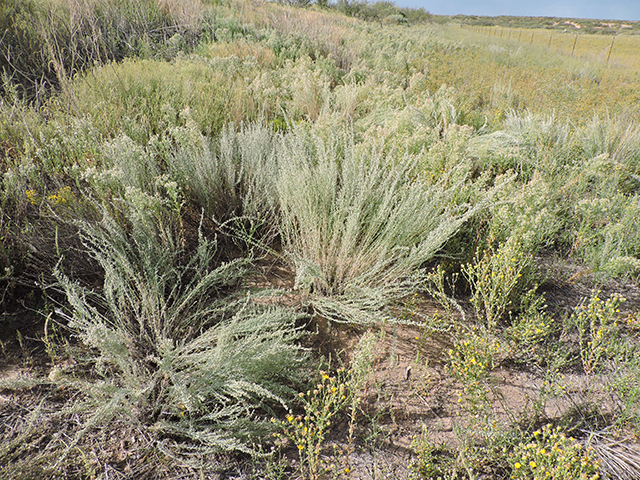 Artemisia ludoviciana (Louisiana artemisia) #82014