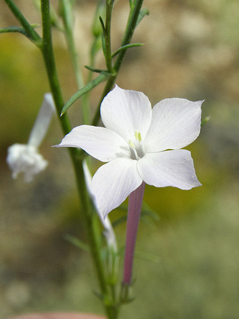 Ipomopsis longiflora (Flaxflowered ipomopsis) #82182