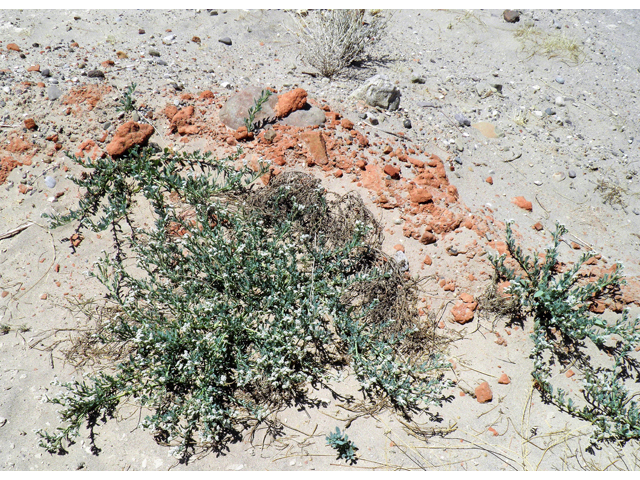 Heliotropium curassavicum (Salt heliotrope) #82229