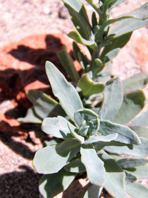 Heliotropium curassavicum (Salt heliotrope) #82237