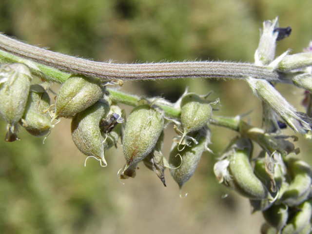 Astragalus mollissimus var. bigelovii (Woolly locoweed) #82352