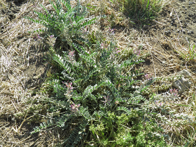 Astragalus mollissimus var. bigelovii (Woolly locoweed) #82355