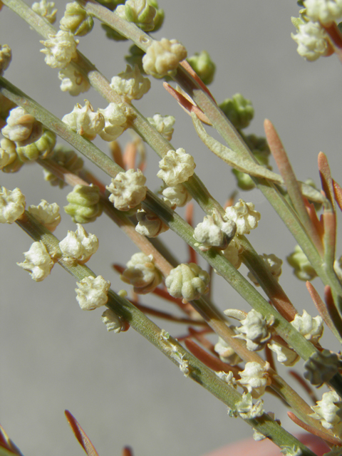 Oligomeris linifolia (Lineleaf whitepuff) #82446
