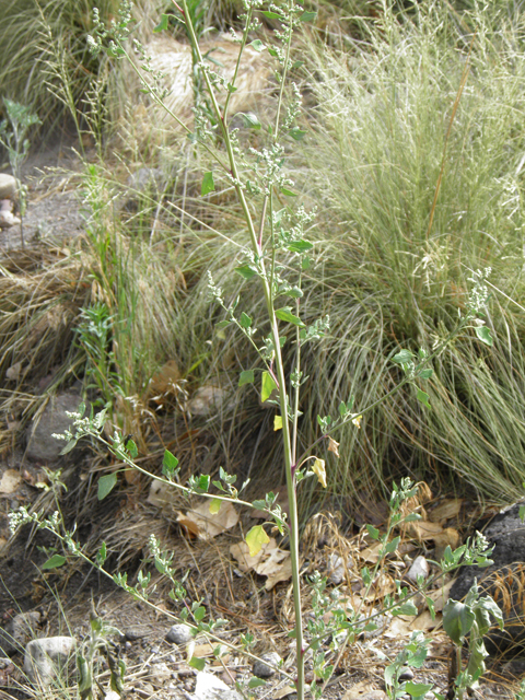 Chenopodium berlandieri (Pitseed goosefoot) #82502