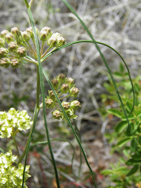 Asclepias engelmanniana (Engelmann's milkweed) #82513