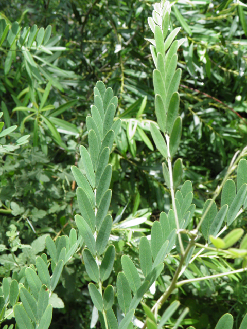 Amorpha fruticosa (Indigo bush) #82603