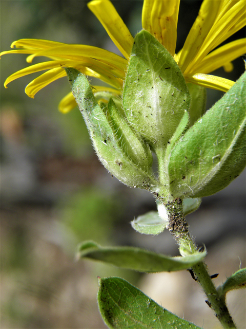 Heterotheca fulcrata var. amplifolia (Rockyscree false goldenaster) #82802