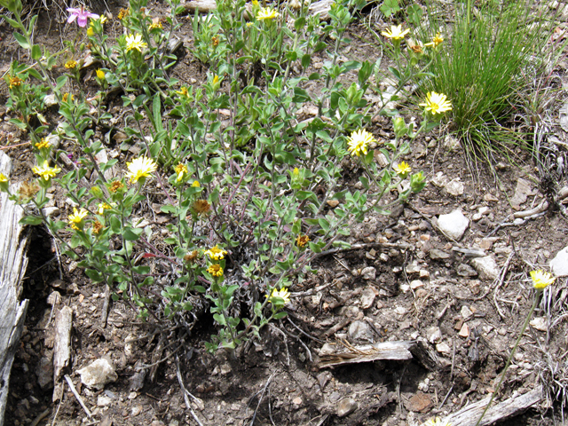 Heterotheca fulcrata var. amplifolia (Rockyscree false goldenaster) #82805