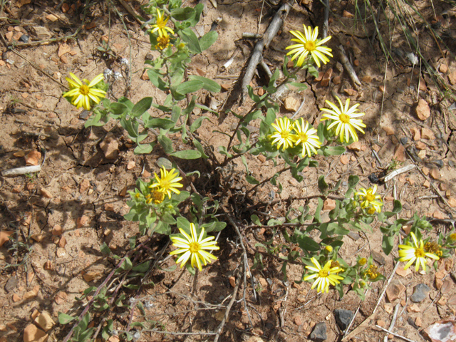 Heterotheca fulcrata var. amplifolia (Rockyscree false goldenaster) #82806