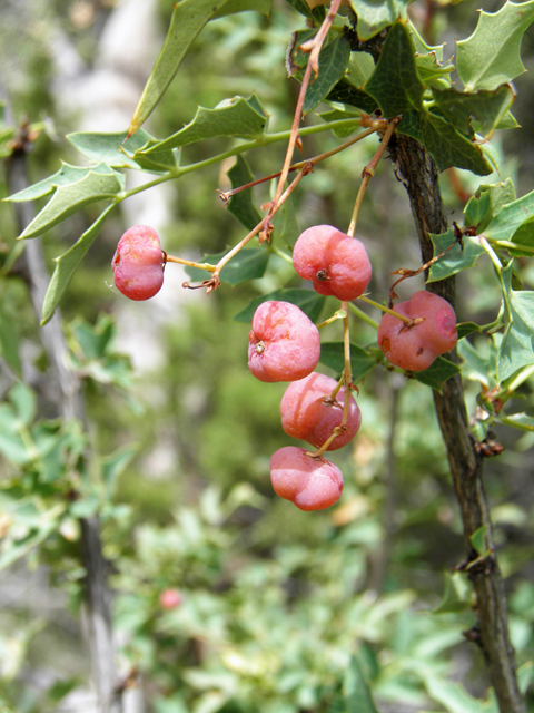 Mahonia haematocarpa (Red barberry) #82860