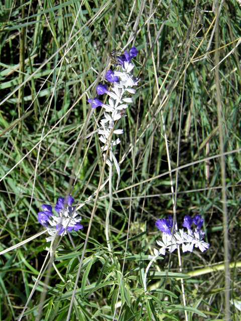 Salvia farinacea (Mealy blue sage) #82944