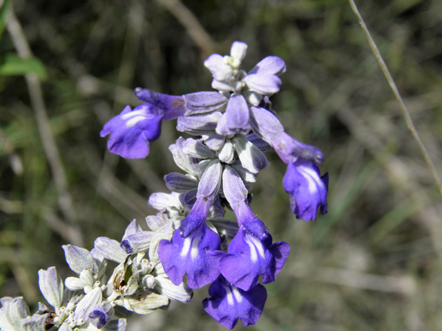 Salvia farinacea (Mealy blue sage) #82949