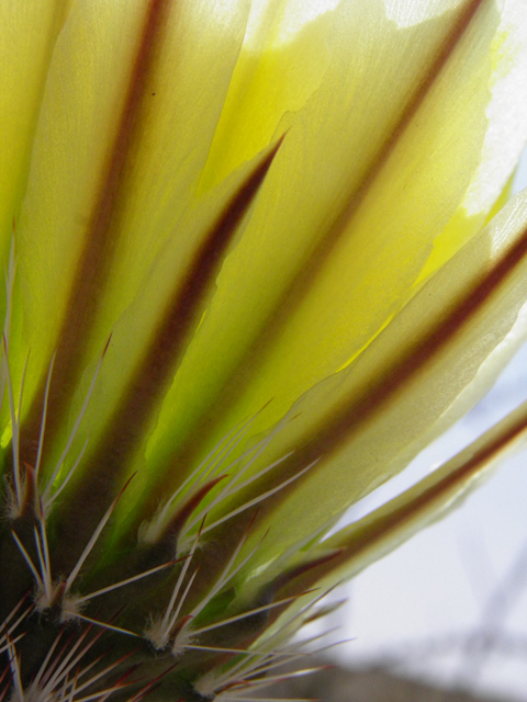 Echinocereus dasyacanthus (Texas rainbow cactus) #83036