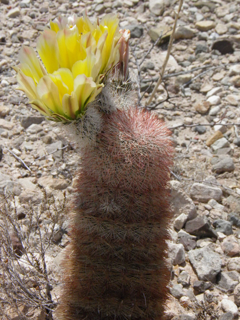 Echinocereus dasyacanthus (Texas rainbow cactus) #83041