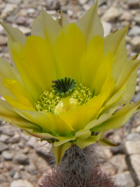 Echinocereus dasyacanthus (Texas rainbow cactus) #83045