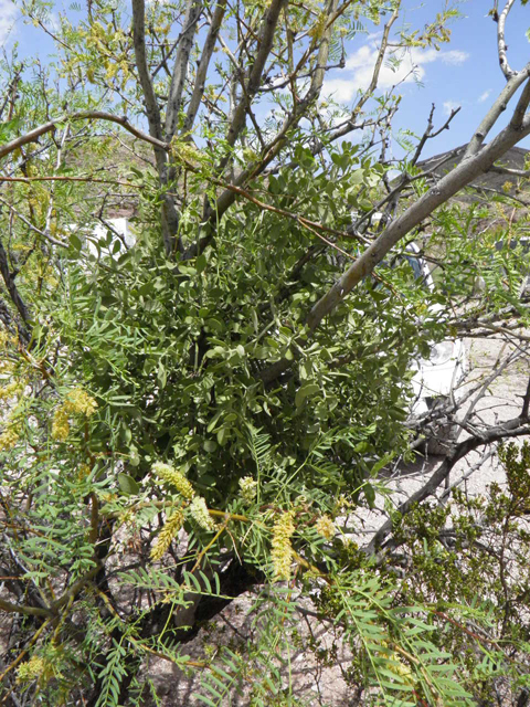 Phoradendron tomentosum (Christmas mistletoe) #83105