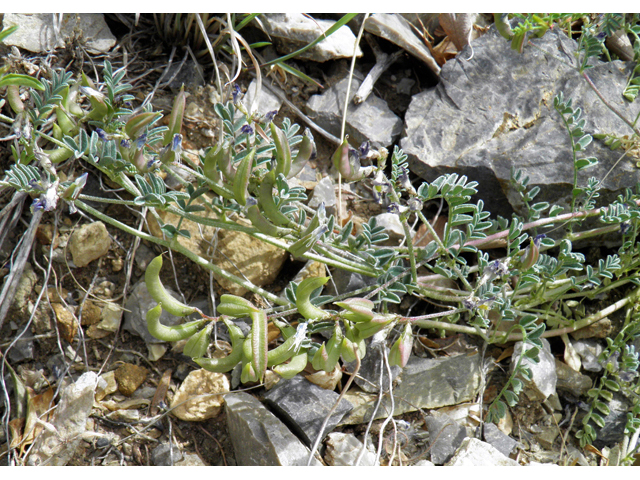 Astragalus nuttallianus var. austrinus (Smallflowered milkvetch) #83121