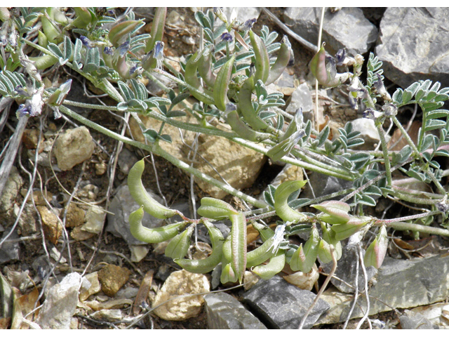 Astragalus nuttallianus var. austrinus (Smallflowered milkvetch) #83122