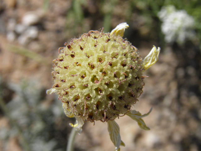Gaillardia pinnatifida (Red dome blanketflower) #83168