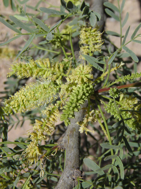Prosopis glandulosa var. torreyana (Western honey mesquite) #83203