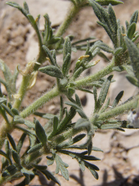 Glandularia quandrangulata (Beaked mock vervain) #83245
