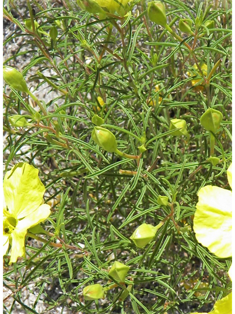 Oenothera gayleana (Gypsum evening primrose) #85333
