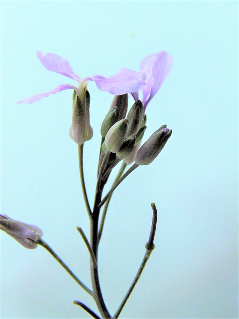 Schoenocrambe linearifolia (Slimleaf plainsmustard) #85347