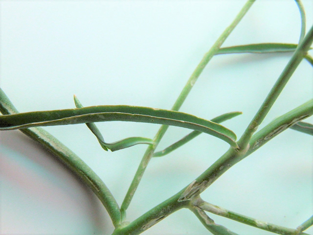 Schoenocrambe linearifolia (Slimleaf plainsmustard) #85352