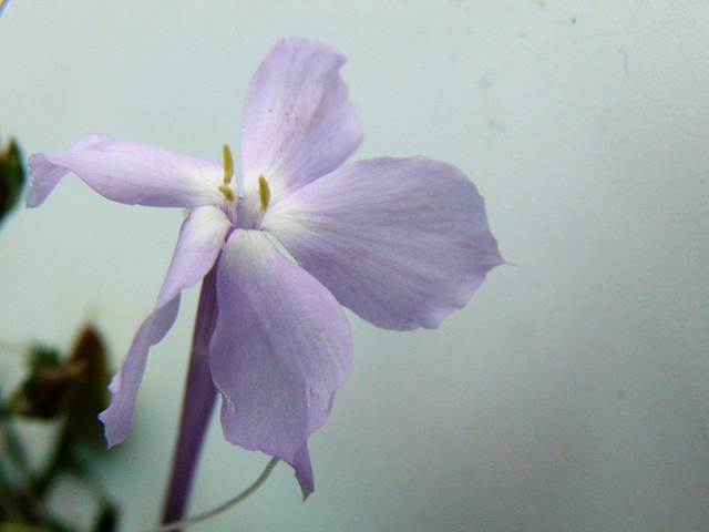 Ipomopsis longiflora (Flaxflowered ipomopsis) #85358