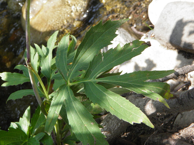 Rudbeckia laciniata (Green-headed coneflower) #85374