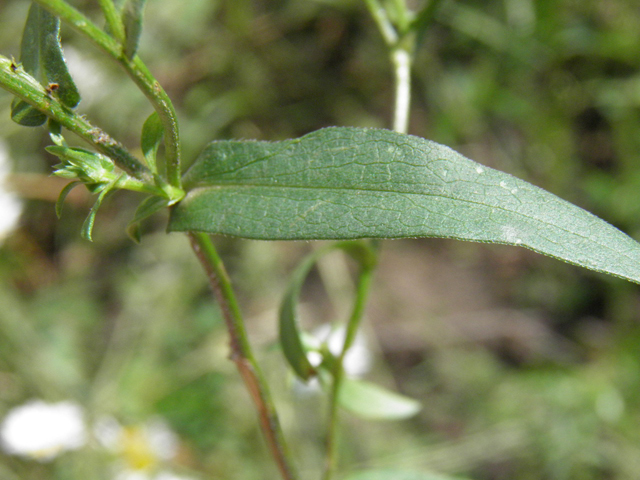 Symphyotrichum foliaceum var. parryi (Parry's aster) #85382