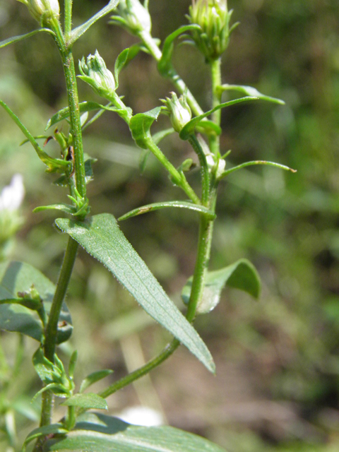 Symphyotrichum foliaceum var. parryi (Parry's aster) #85383