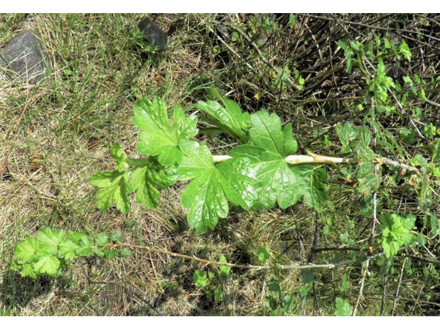 Ribes inerme (Whitestem gooseberry) #85394