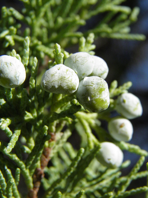 Juniperus scopulorum (Rocky mountain juniper) #85462
