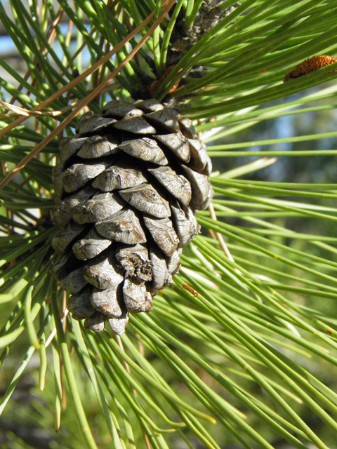 Pinus ponderosa var. scopulorum (Rocky mountain ponderosa pine) #85496