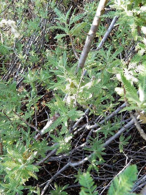 Chamaebatiaria millefolium (Desert sweet) #85513