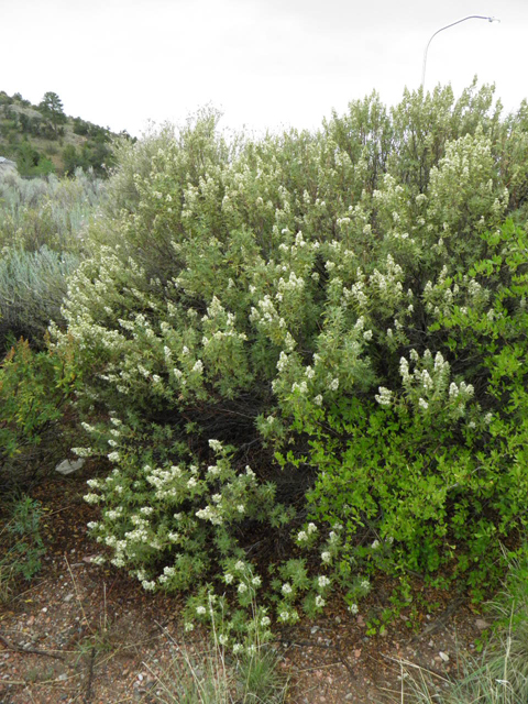 Chamaebatiaria millefolium (Desert sweet) #85525
