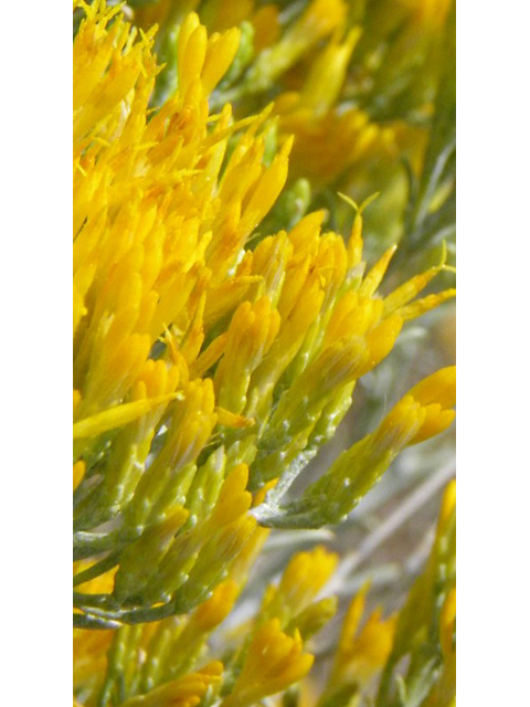 Ericameria nauseosa var. nauseosa (Rubber rabbitbrush) #85551