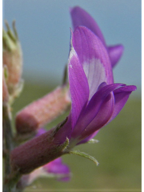 Astragalus amphioxys (Crescent milkvetch) #85642