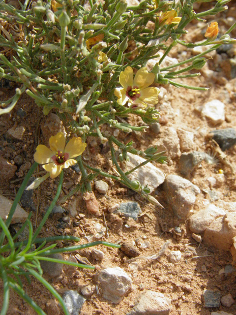 Linum puberulum (Plains flax) #85676