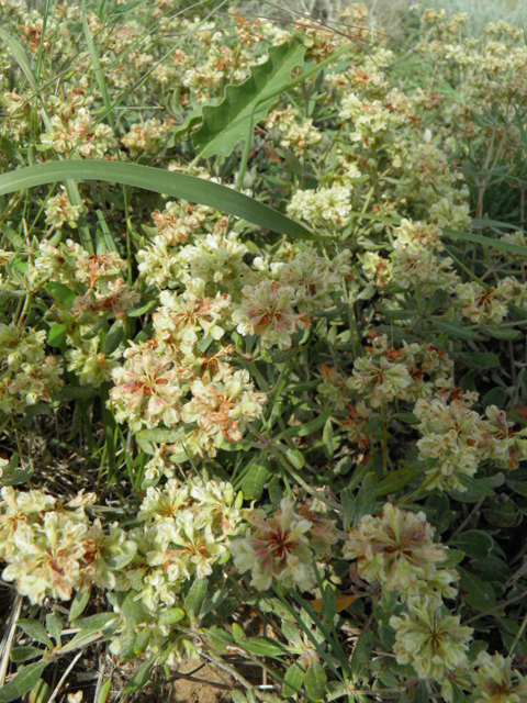 Eriogonum jamesii var. jamesii (James' buckwheat) #85715