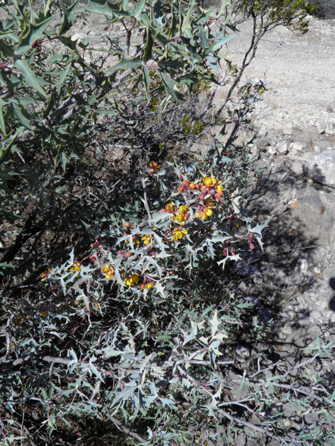 Mahonia trifoliolata (Agarita) #85821