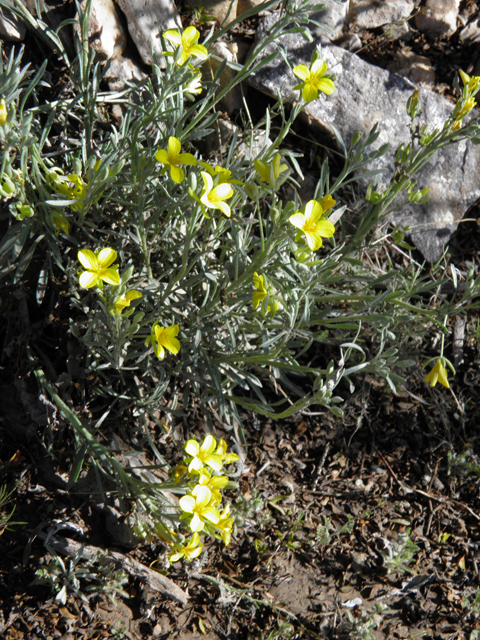 Physalis hederifolia var. fendleri (Fendler's groundcherry) #85860