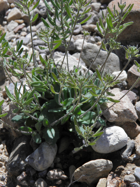 Draba cuneifolia (Wedgeleaf draba) #85868