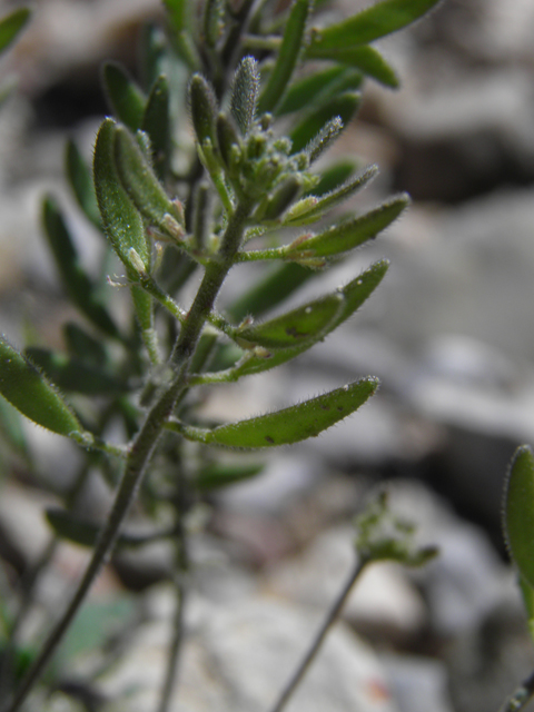 Draba cuneifolia (Wedgeleaf draba) #85870